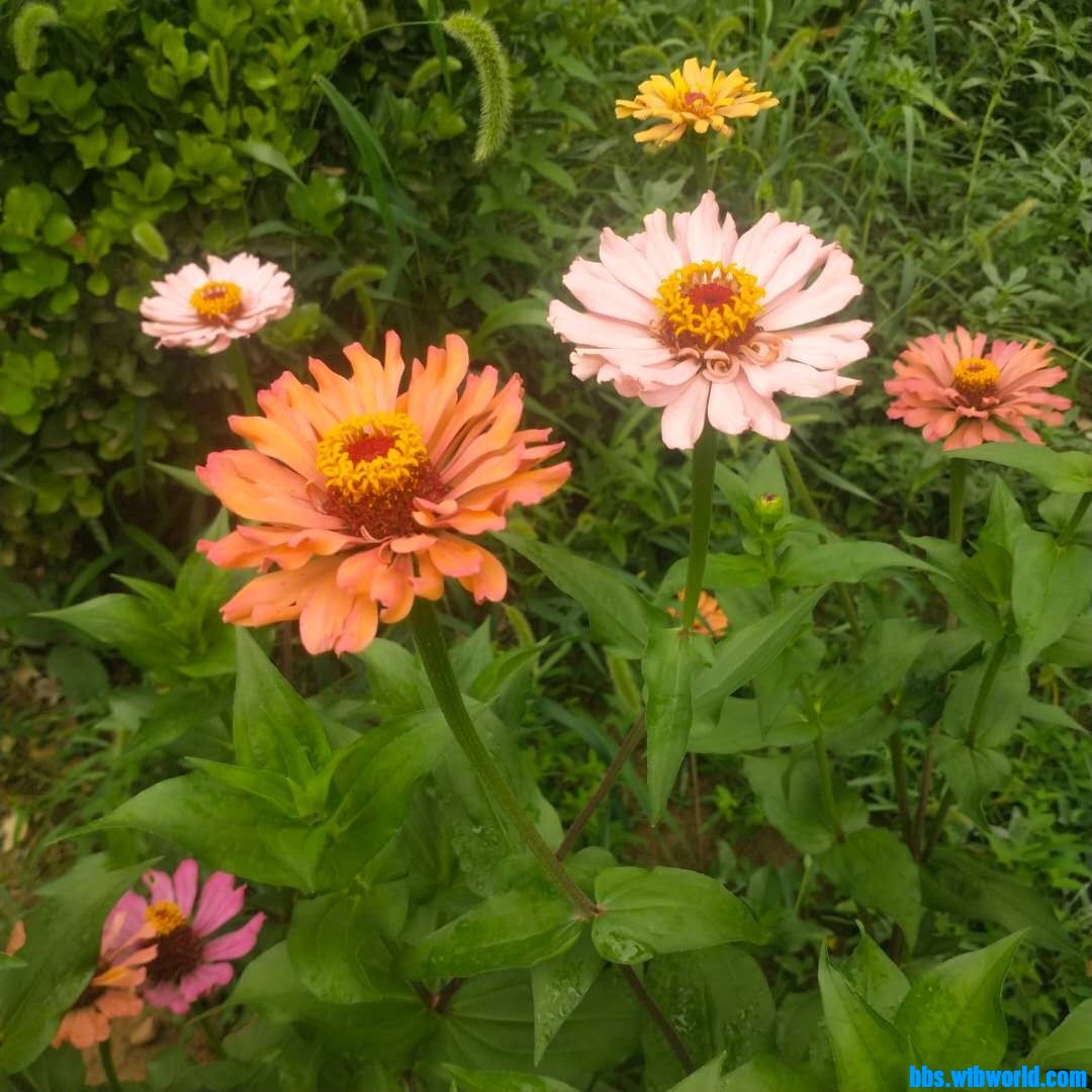 wechat_upload1627542461610253bd6d915