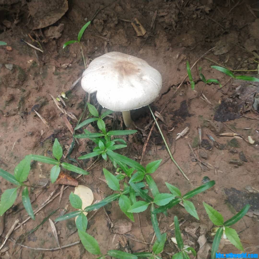 wechat_upload1627543257610256d90274c