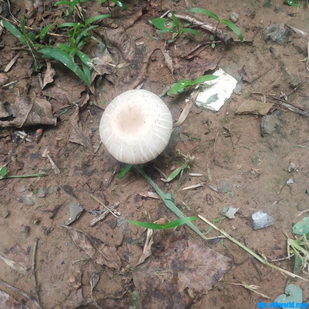 wechat_upload1627543257610256d94c3cb