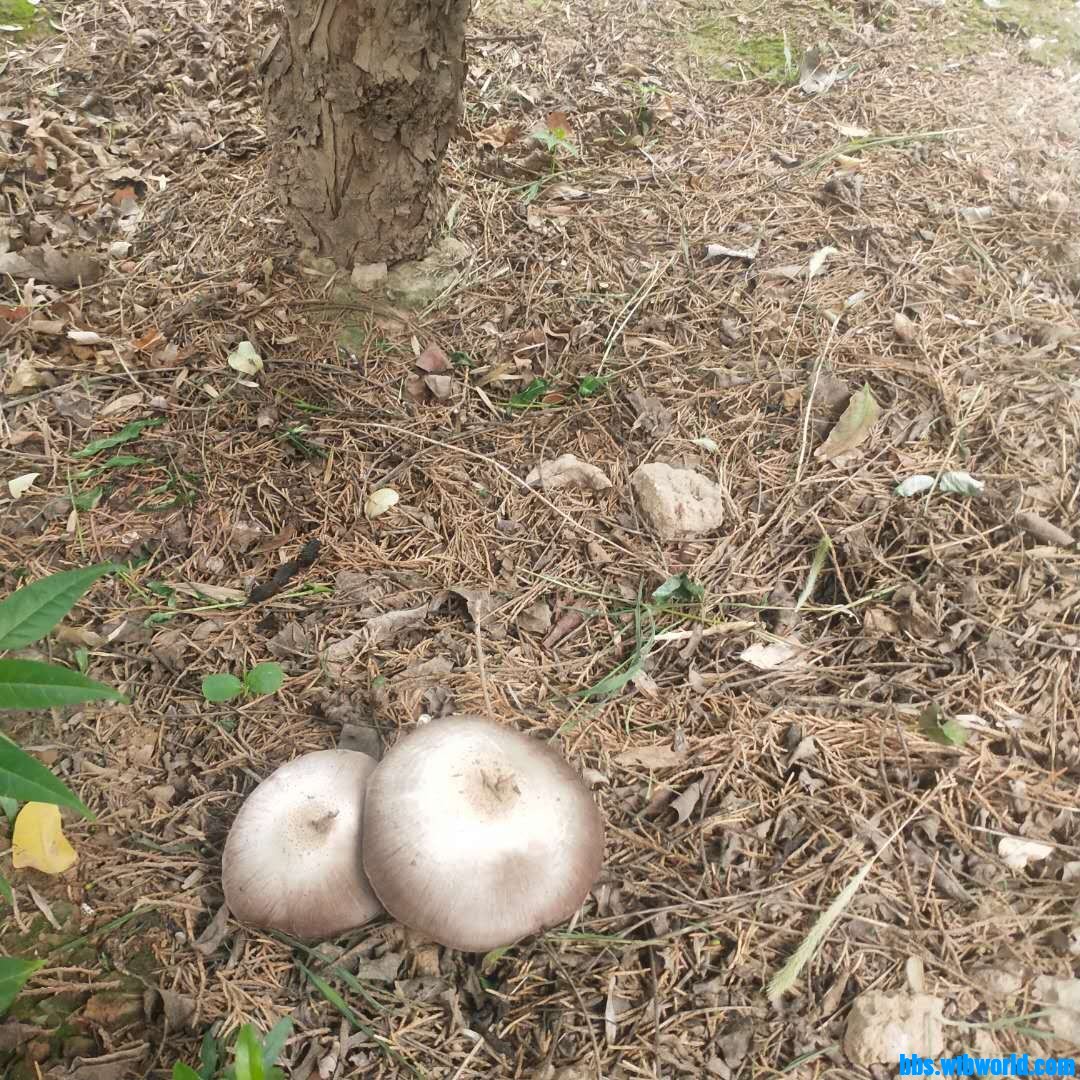 wechat_upload1627543257610256d998566