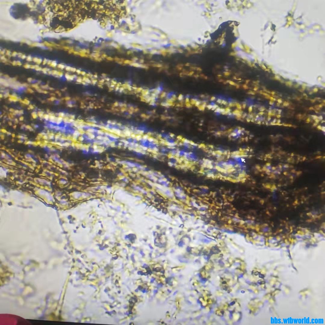 wechat_upload16337437286160f370e3593