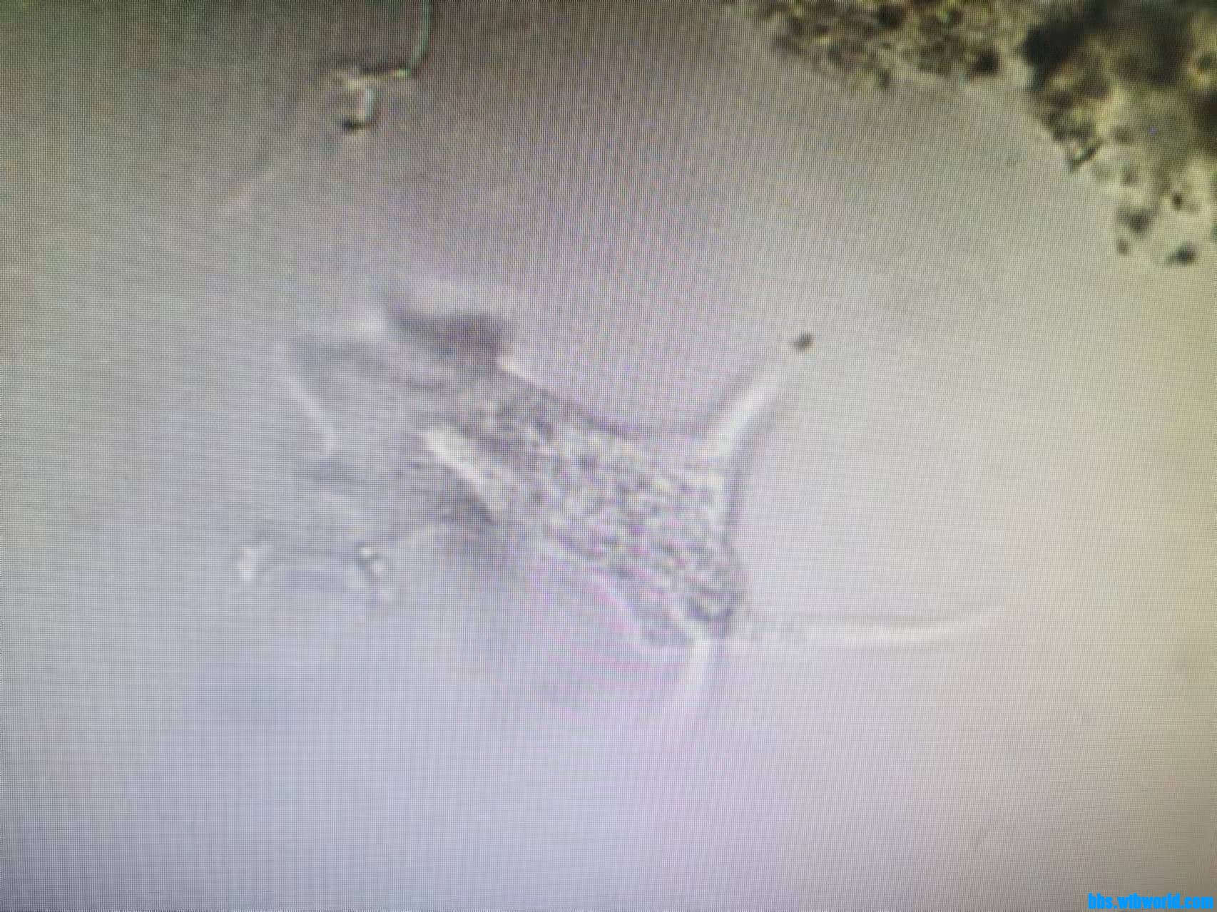 wechat_upload16340034946164ea26d306e