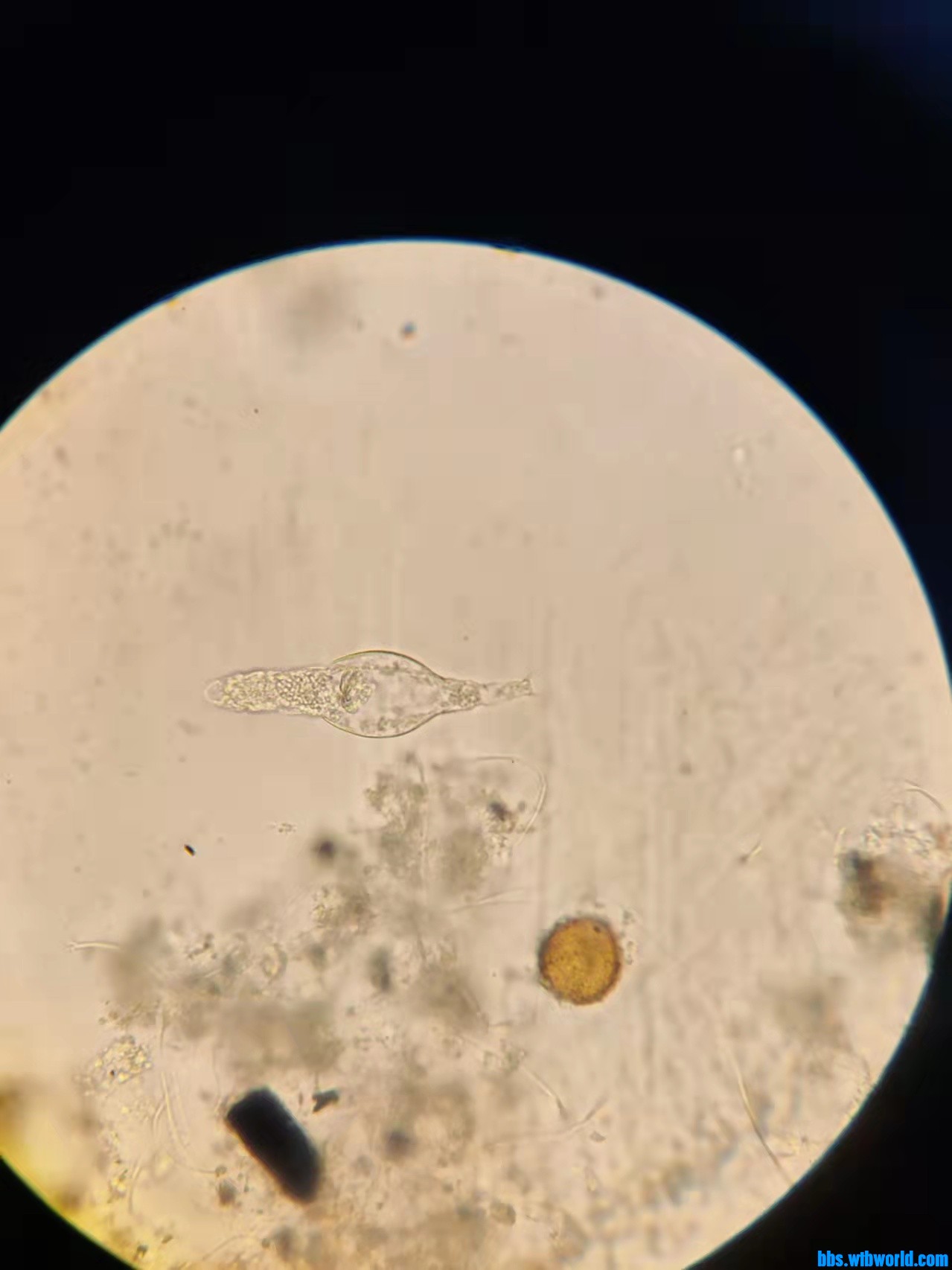 wechat_upload163806869261a2f1d400a4f