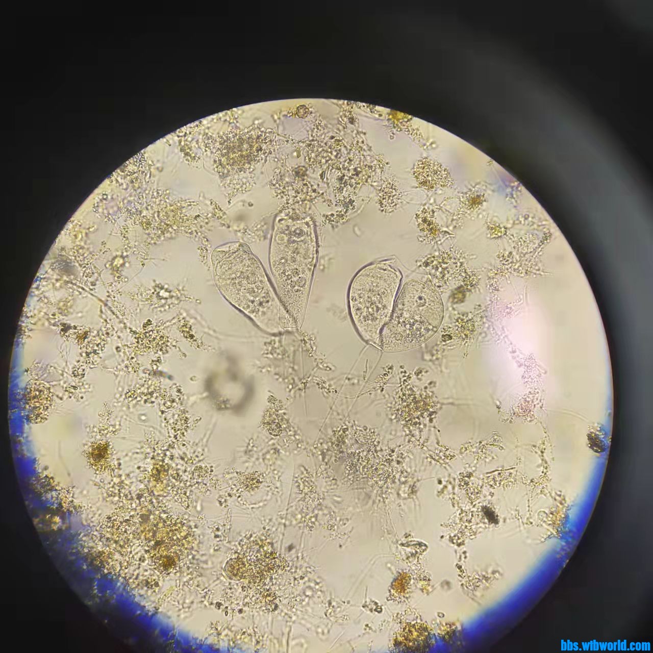 wechat_upload163876228161ad8729a3767