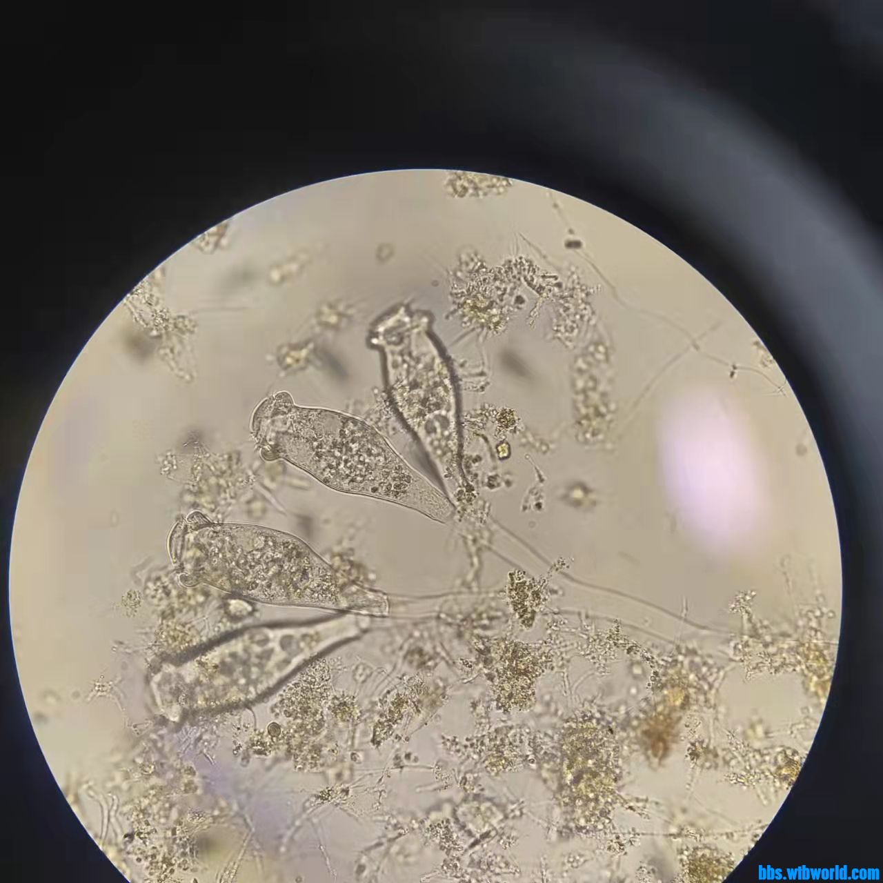 wechat_upload163876228261ad872a81520