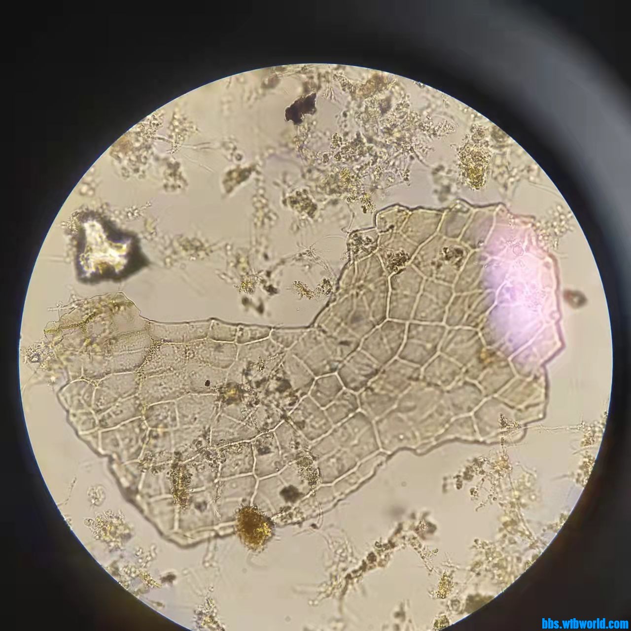 wechat_upload163876639461ad973a5d7ba