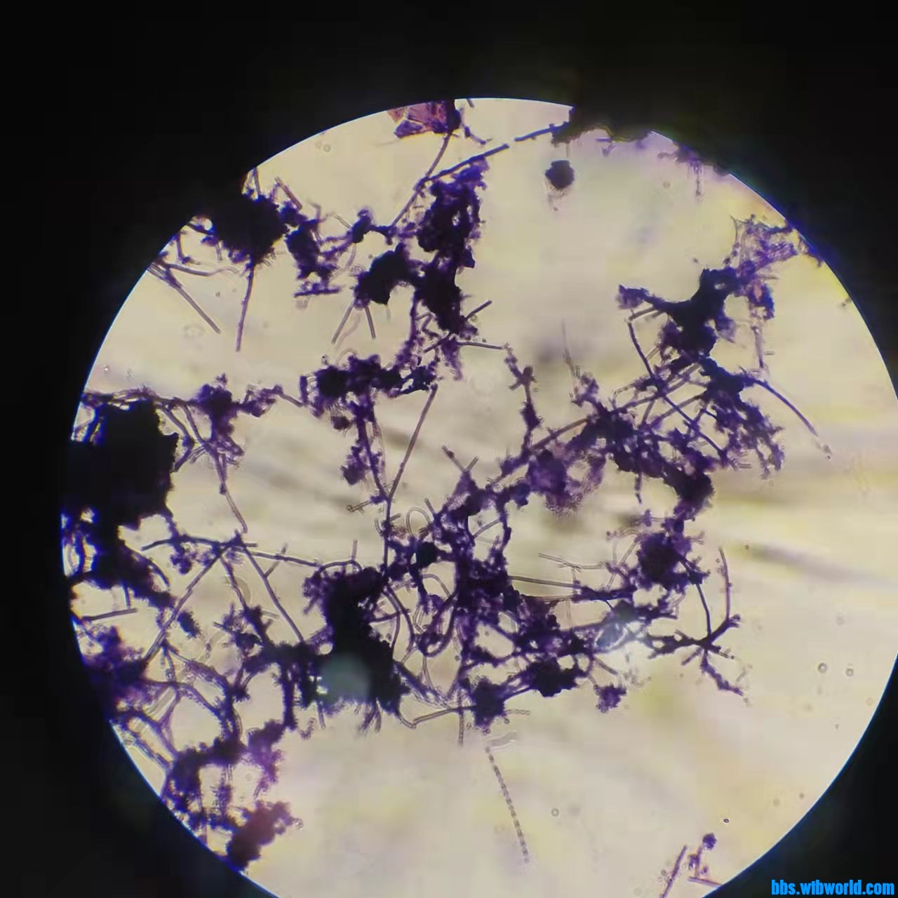 wechat_upload163876766861ad9c3479dbb