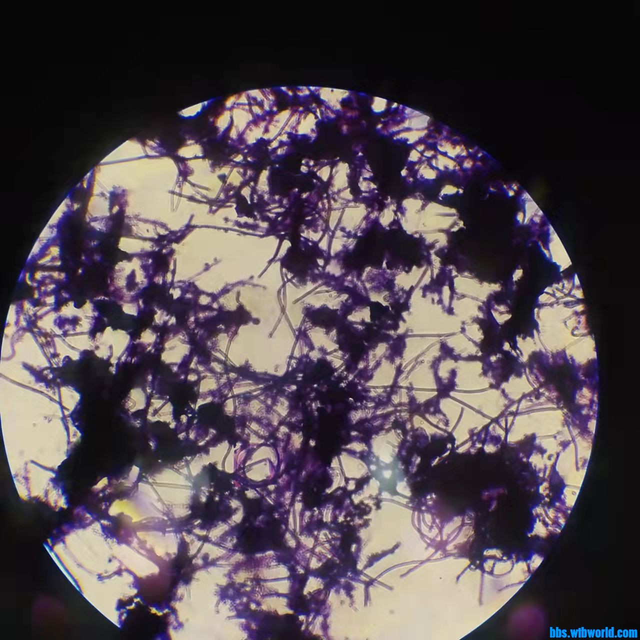 wechat_upload163876766961ad9c35aa74f