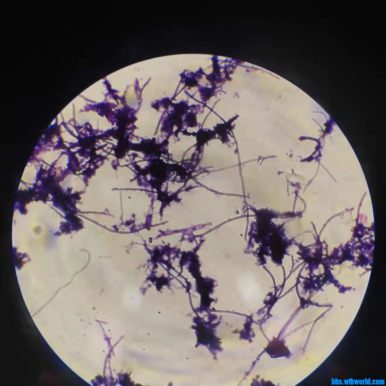 wechat_upload163876766961ad9c355aa9d