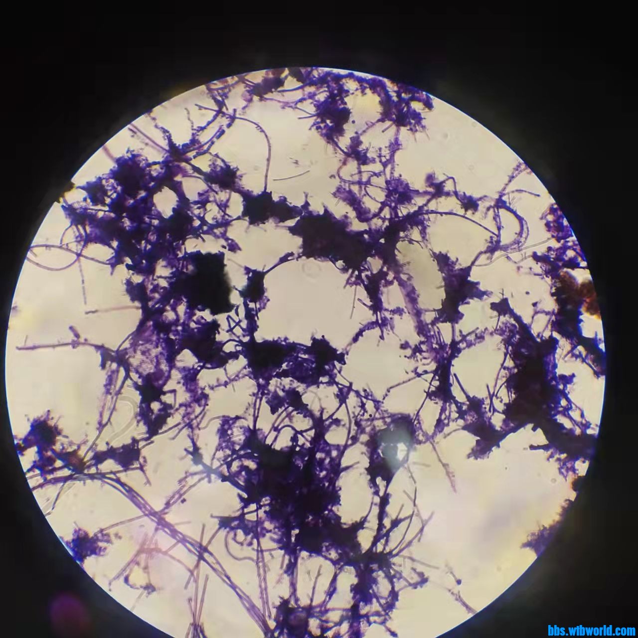 wechat_upload163876767061ad9c36e18ca