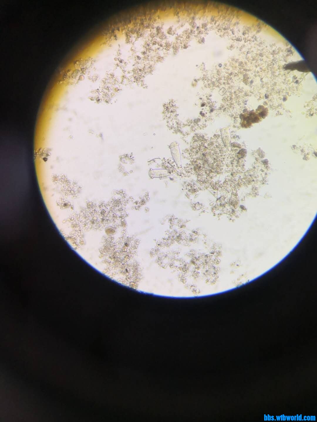 wechat_upload163910116261b2b2eae64f8