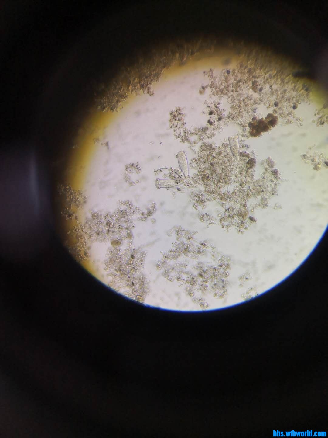 wechat_upload163910116361b2b2eb2f42d