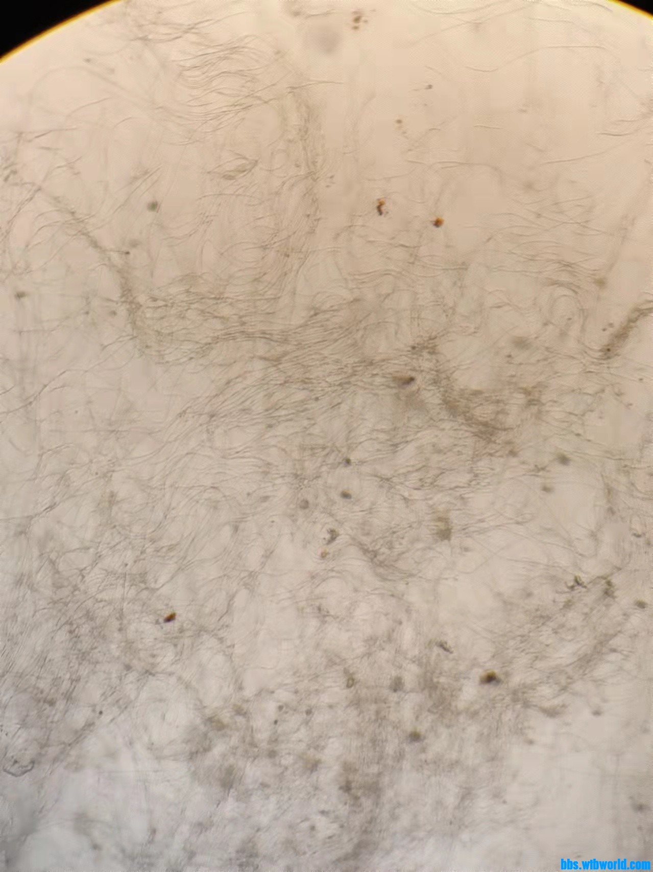 wechat_upload163910595961b2c5a735010