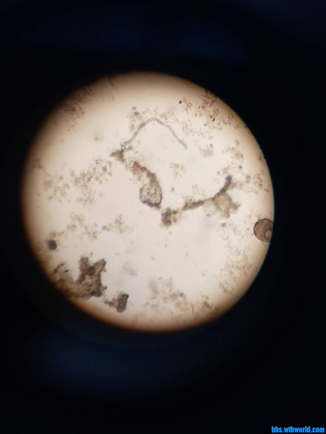 wechat_upload163920426661b445aaeee63