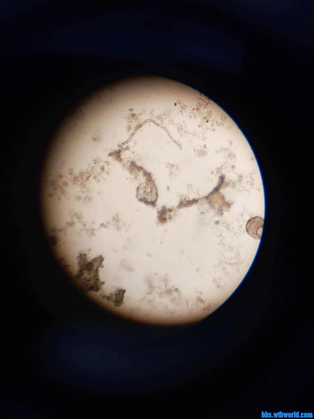 wechat_upload163920426661b445aa11d34