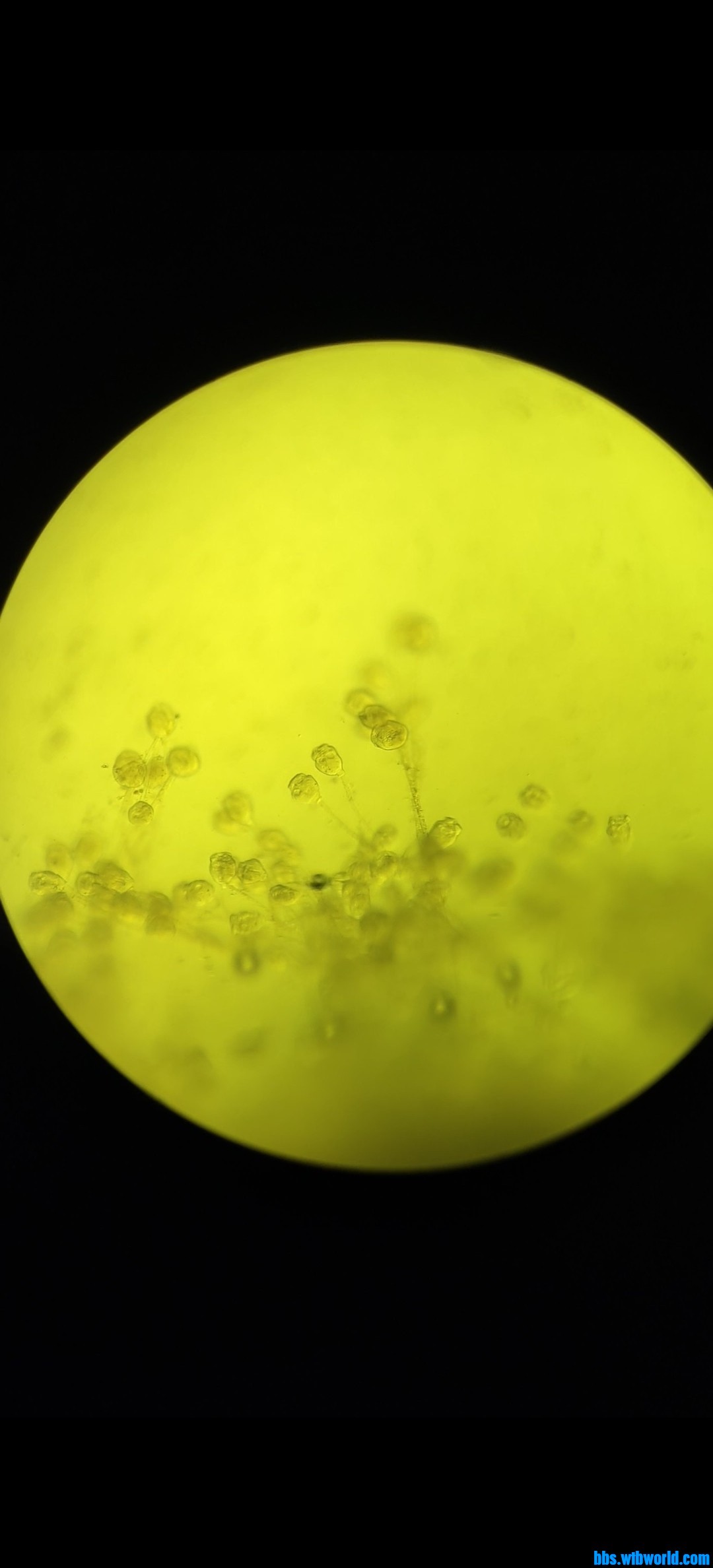 wechat_upload163929114761b5990bd872d