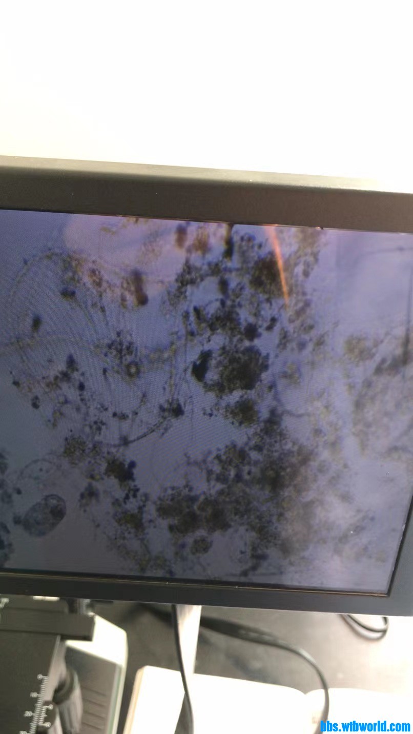 wechat_upload163956463661b9c55c13876