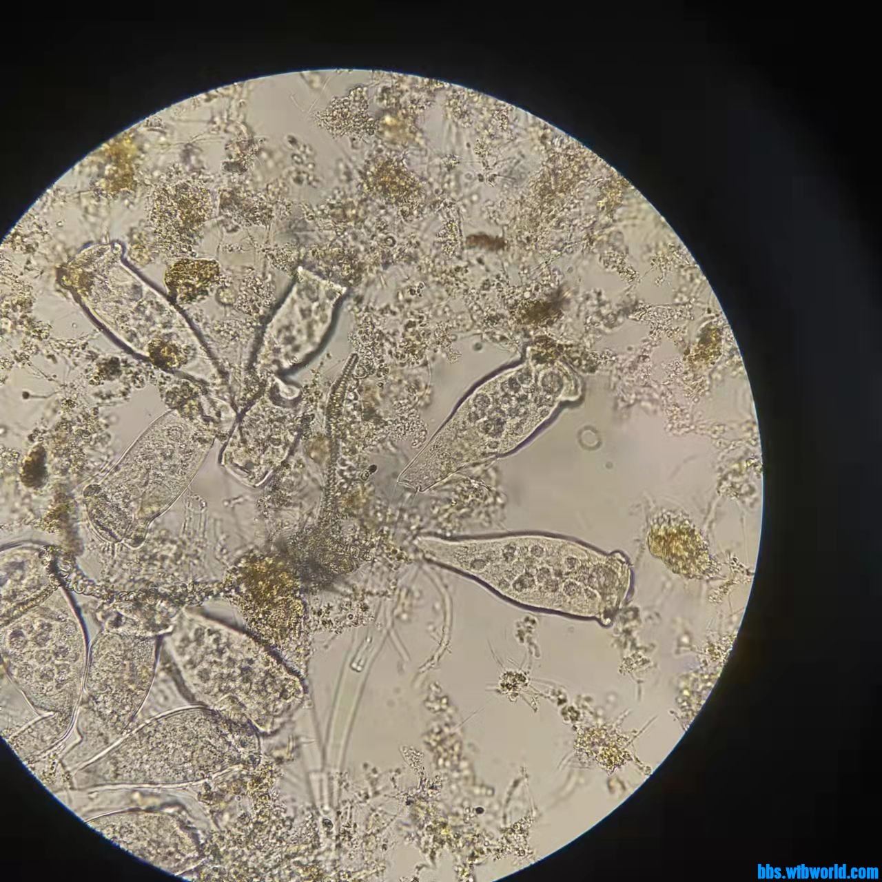 wechat_upload163990385861bef272ef821