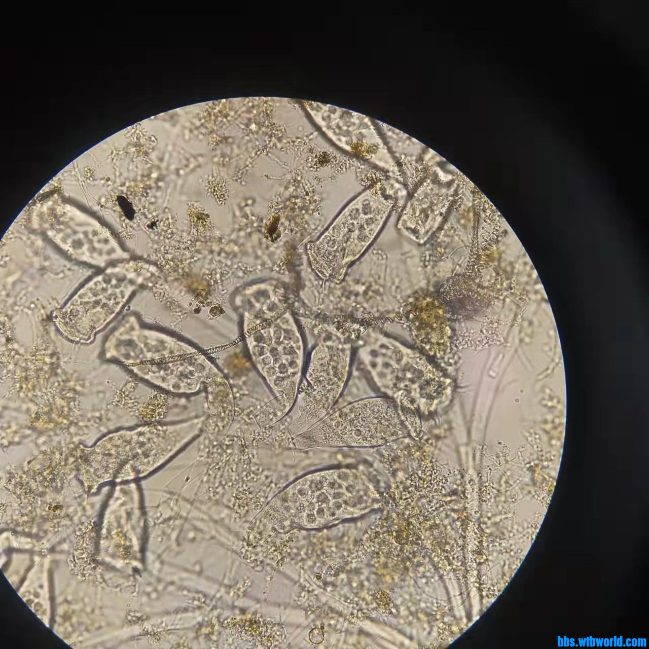 wechat_upload163990385861bef2725d811