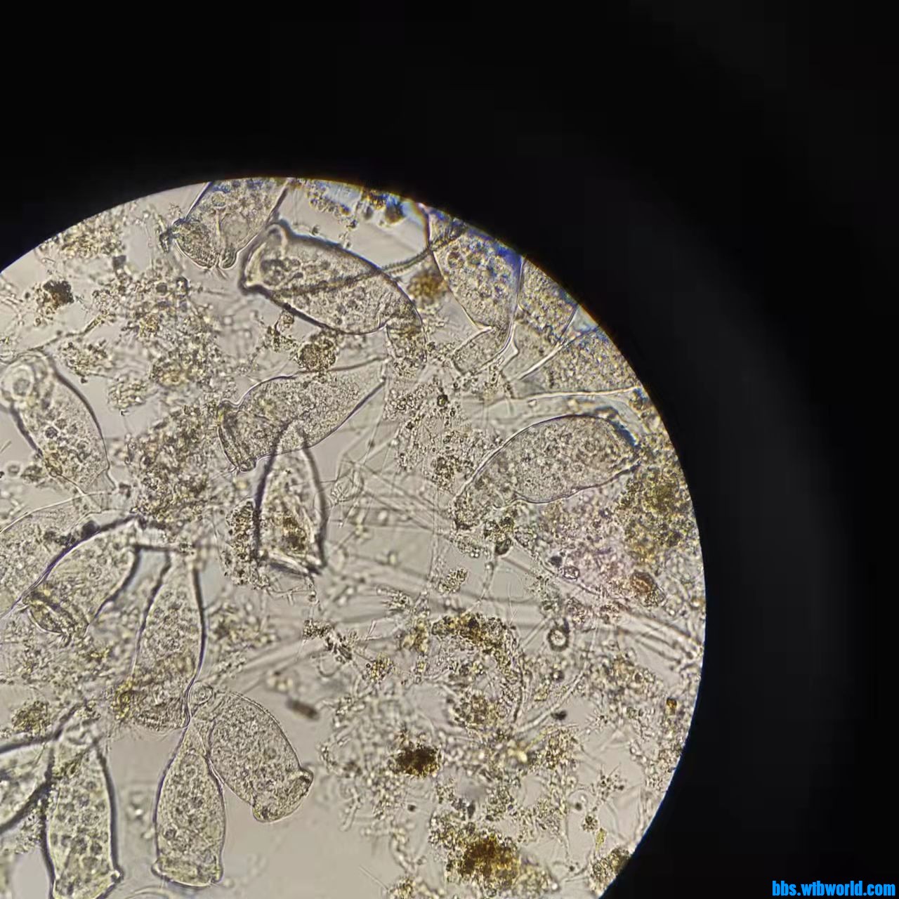 wechat_upload163990385861bef272a0c24