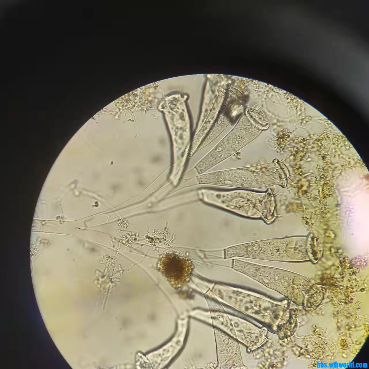 wechat_upload163990385861bef2720fafb