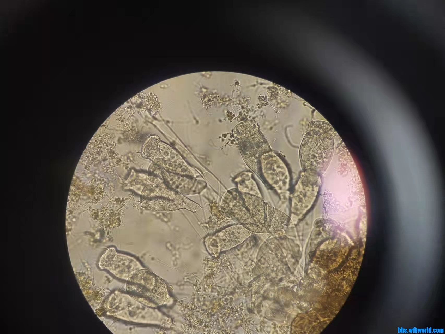 wechat_upload163990385961bef27397208