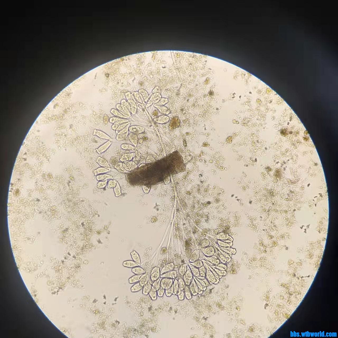 wechat_upload163990415361bef399b9e82