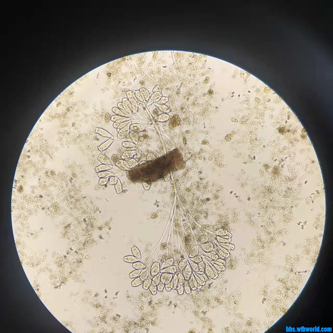 wechat_upload163990415461bef39a13359