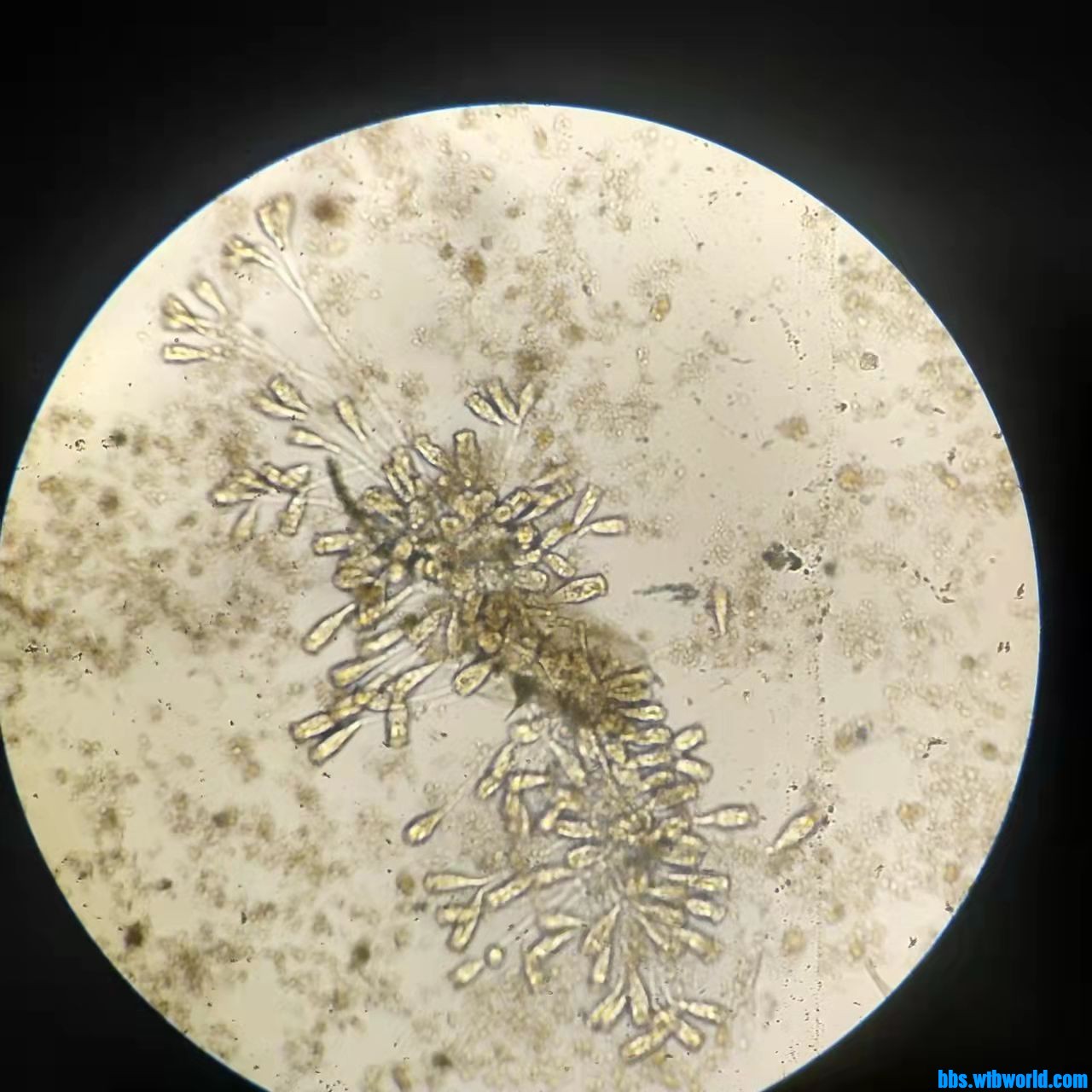 wechat_upload163990415461bef39add794