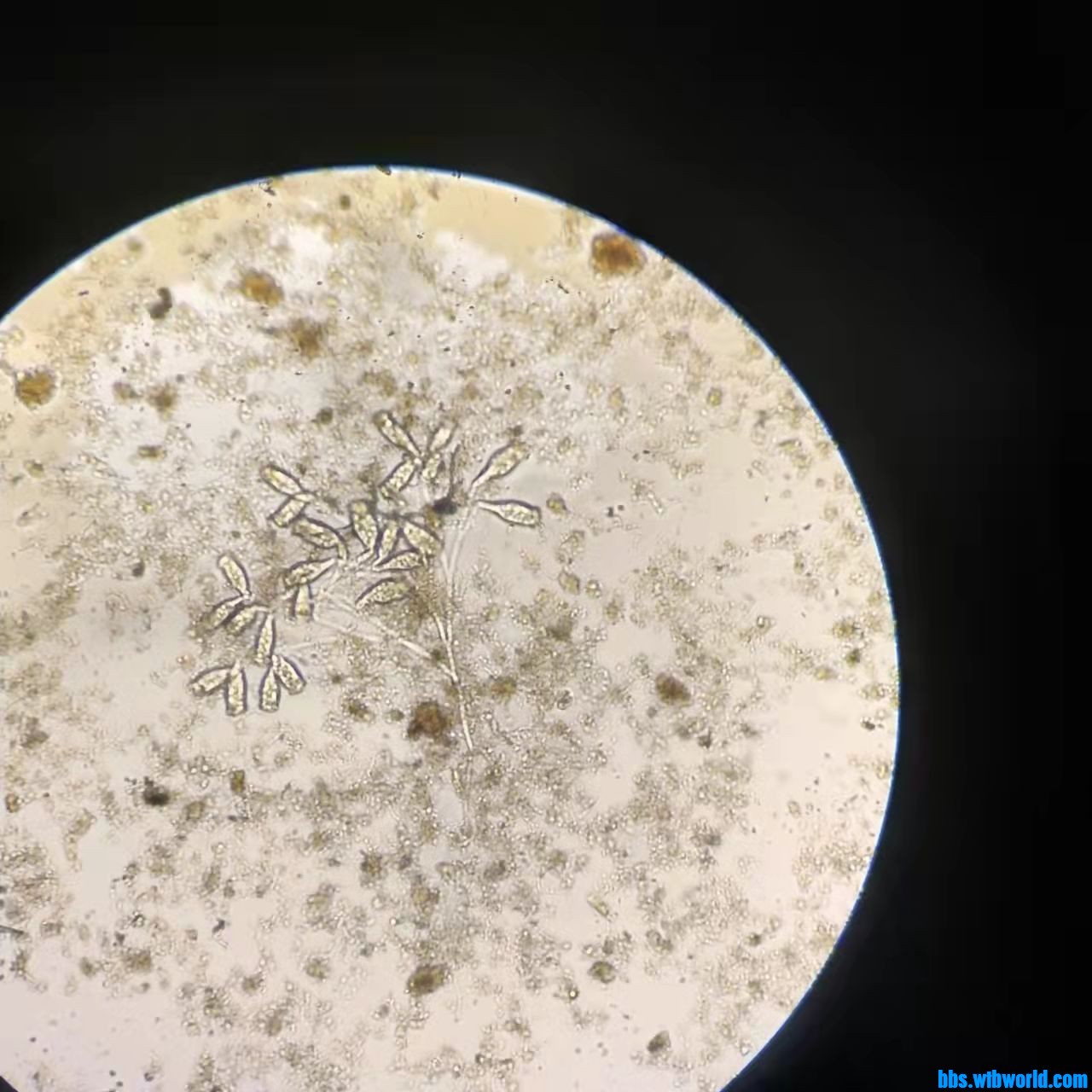 wechat_upload163990415461bef39a99bc7