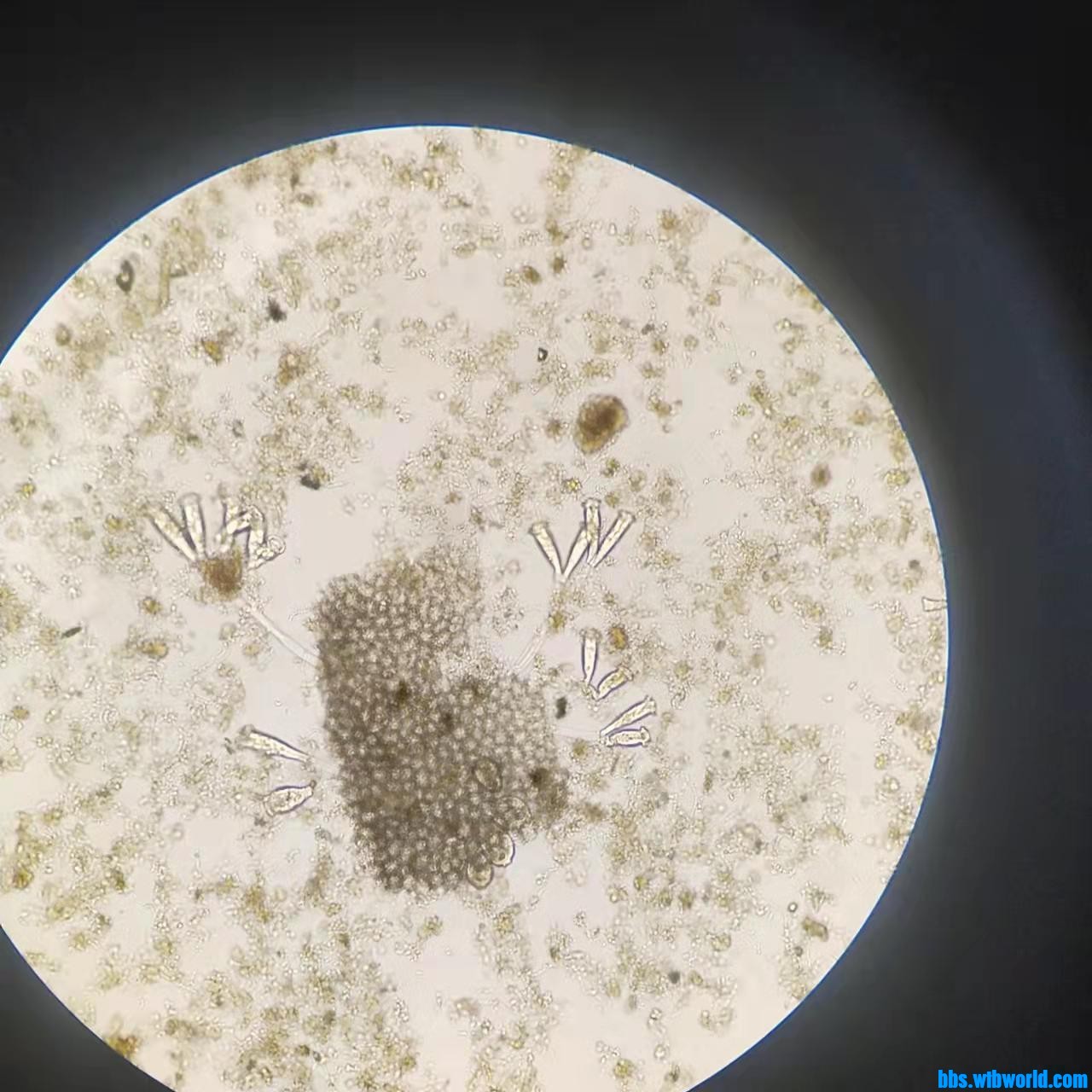 wechat_upload163990415561bef39b8f630