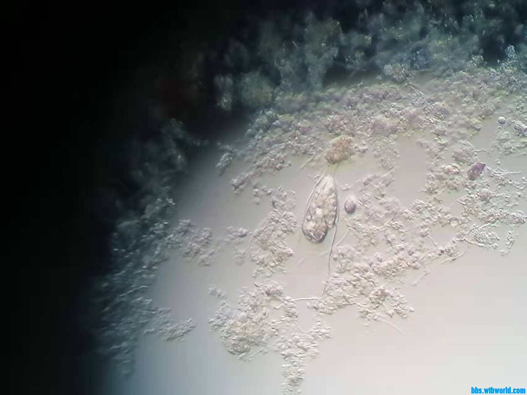 wechat_upload163997863061c016862d4c6