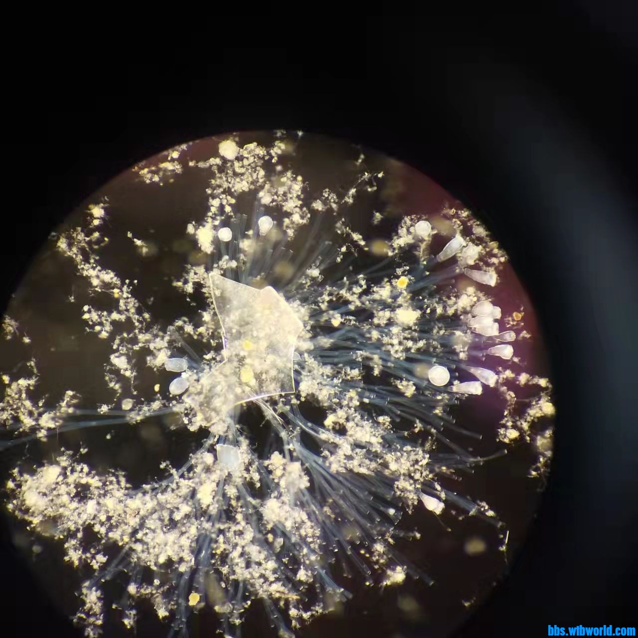 wechat_upload164335866561f3a9c91d070