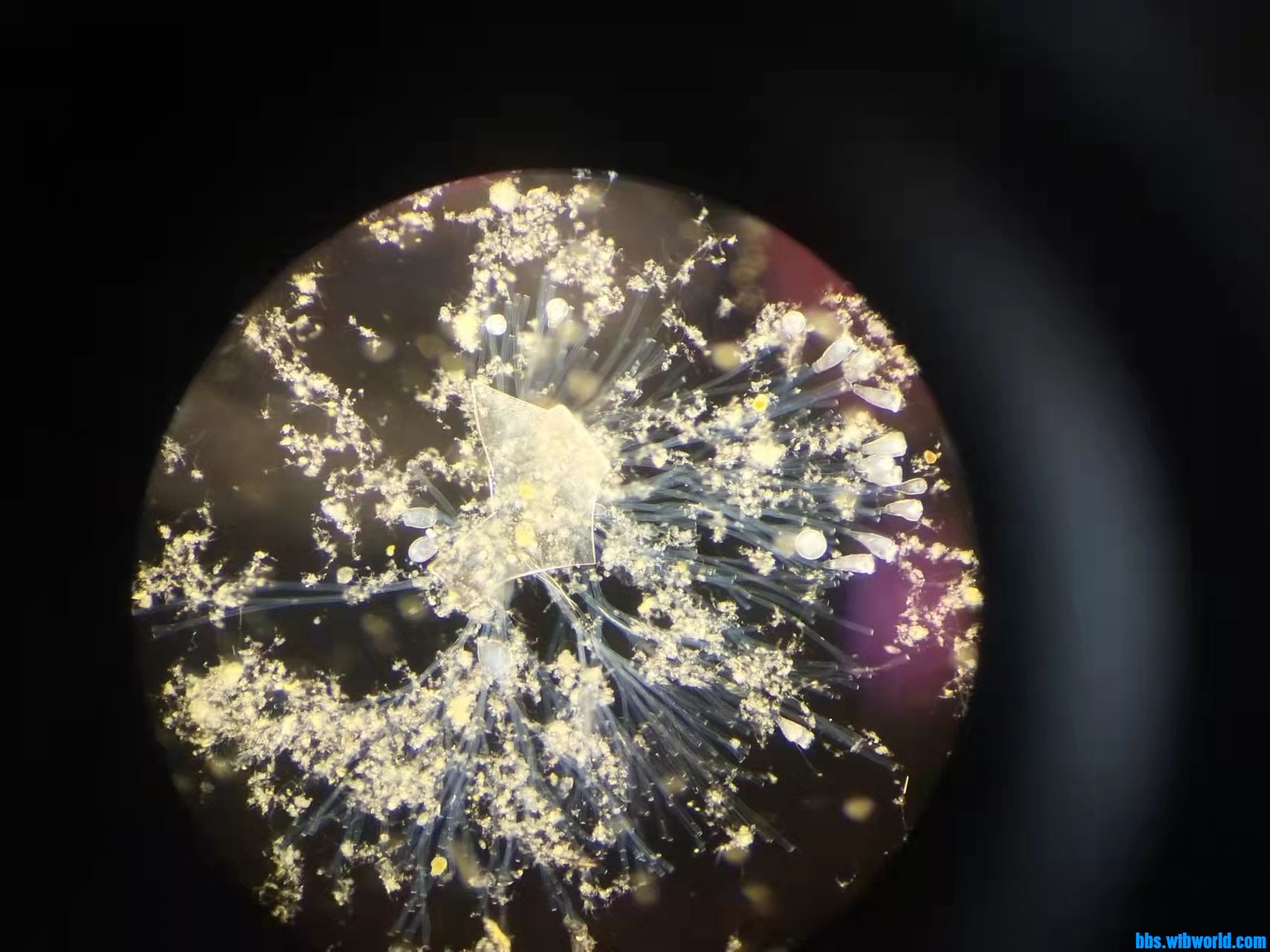 wechat_upload164335866661f3a9ca40c07