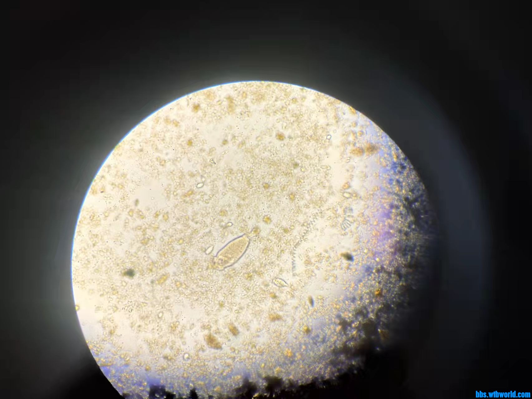 wechat_upload164368422961f8a1850451d