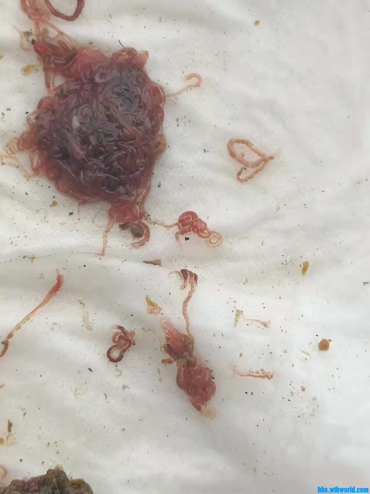 wechat_upload1646977303622ae11741448