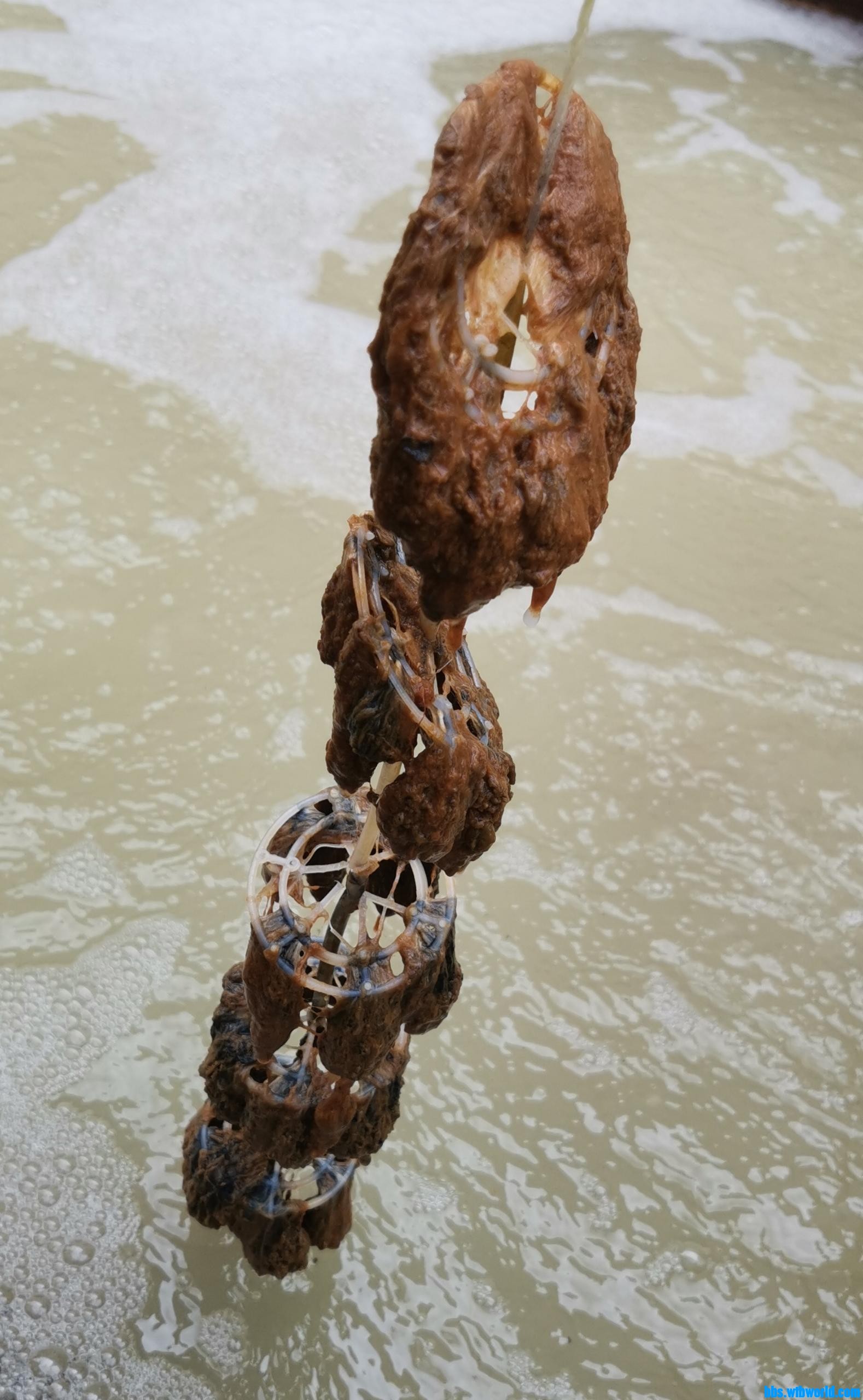 wechat_upload164739469662313f8892b54