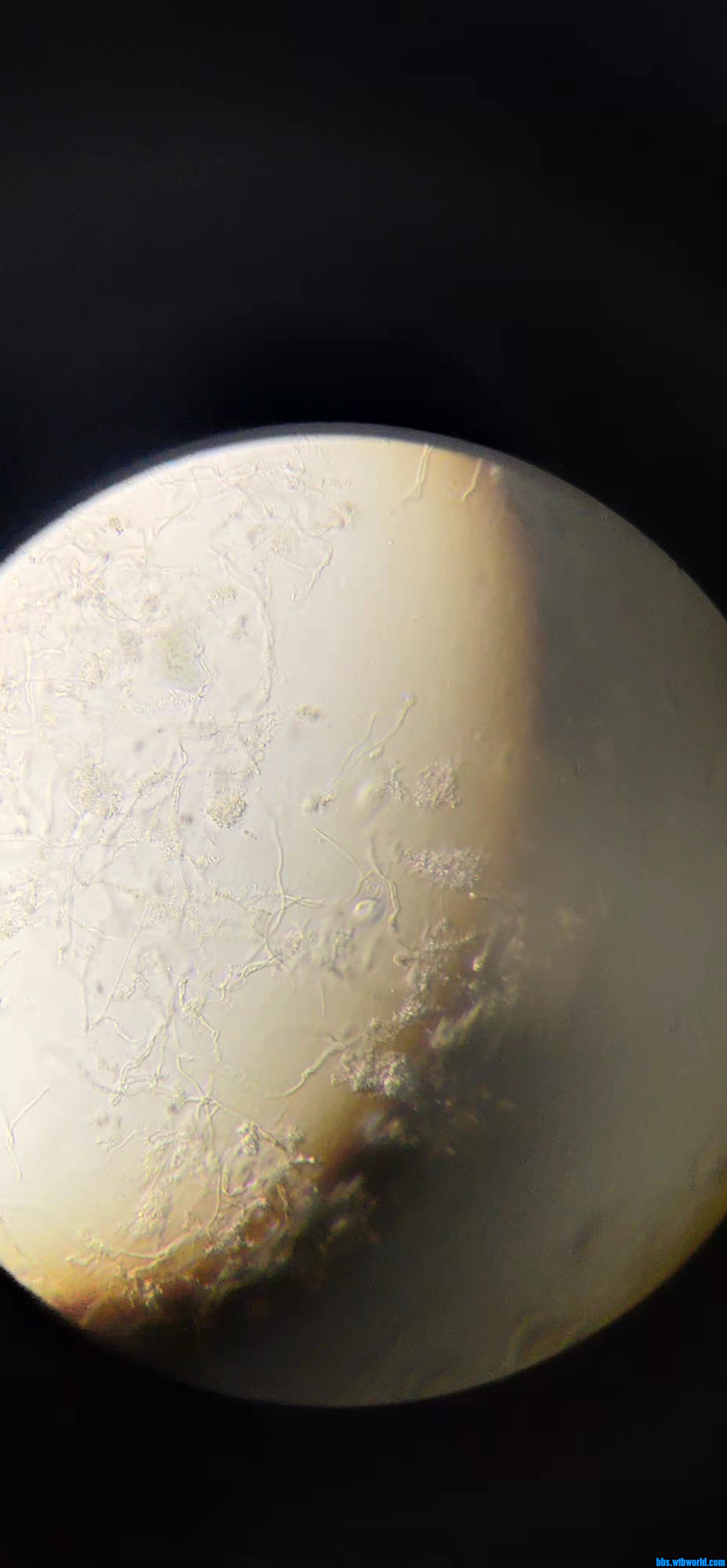 wechat_upload1647588231623433872dc50