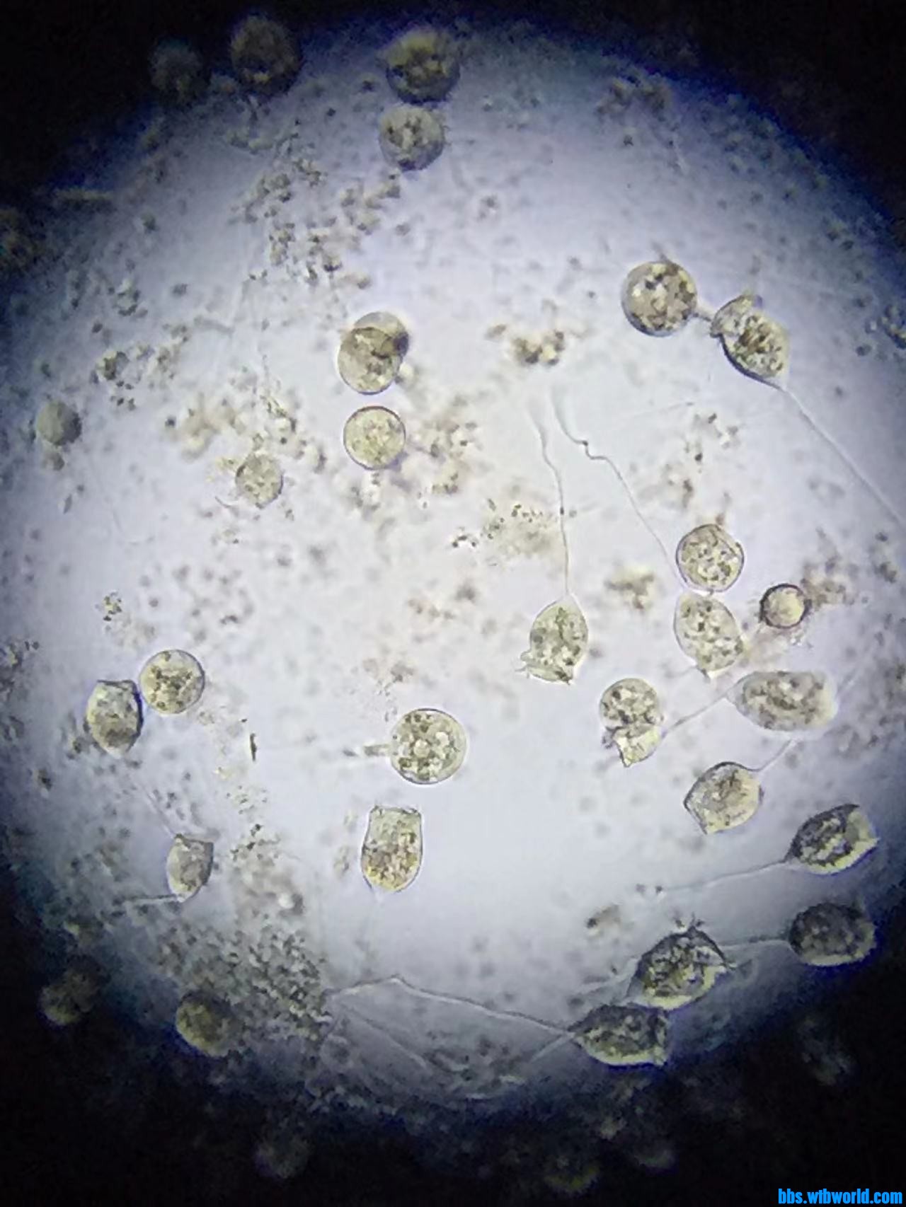 wechat_upload164759939362345f21a9b8f