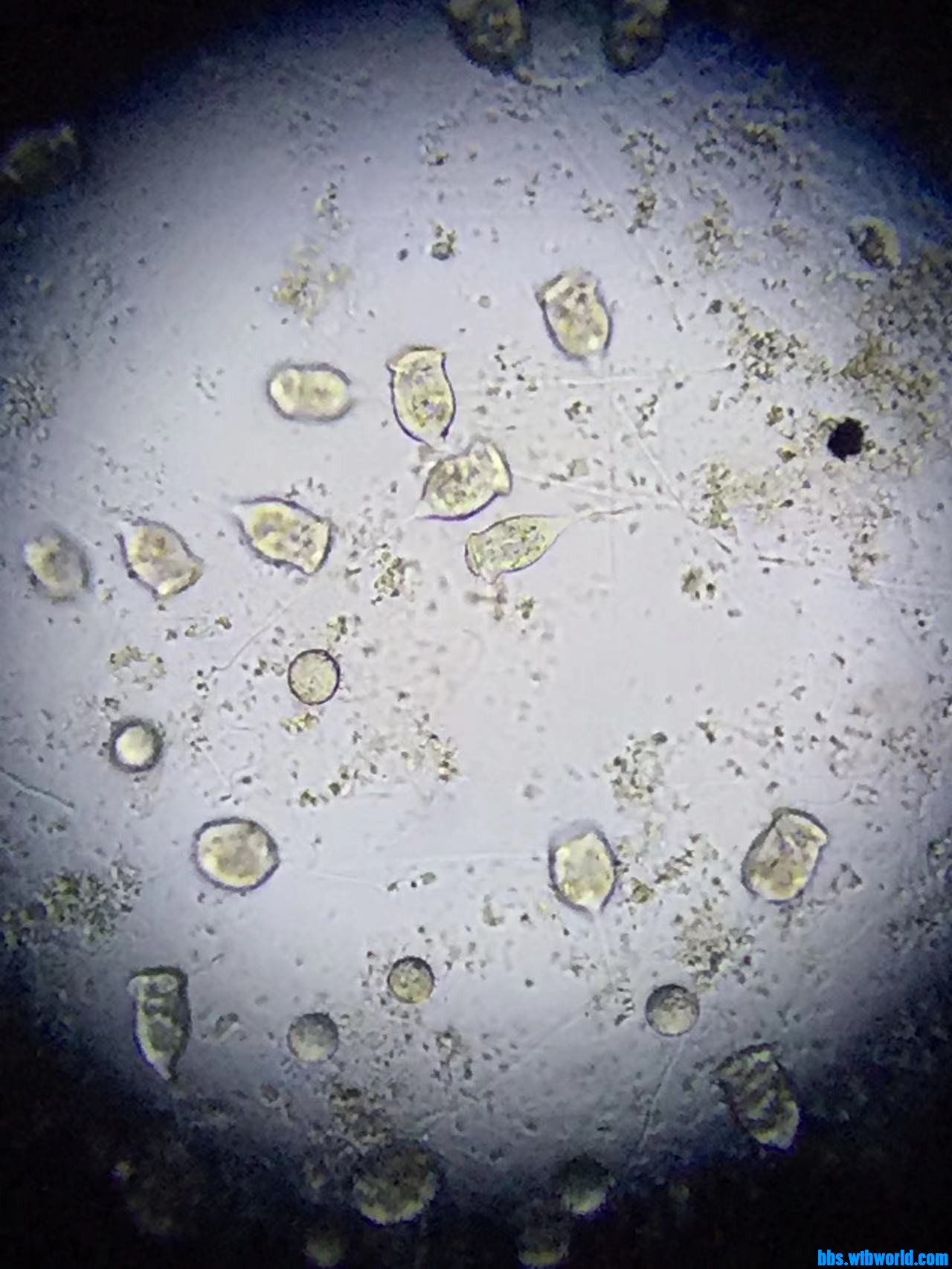 wechat_upload164759939462345f22043e8