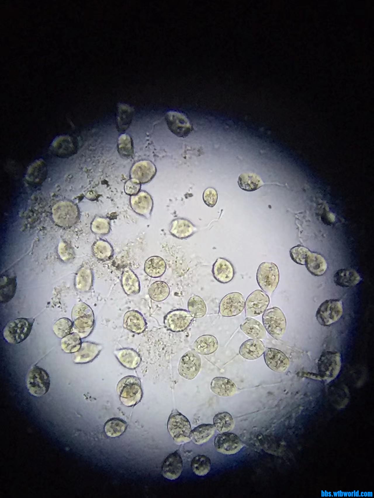 wechat_upload164759939462345f22b5a8e