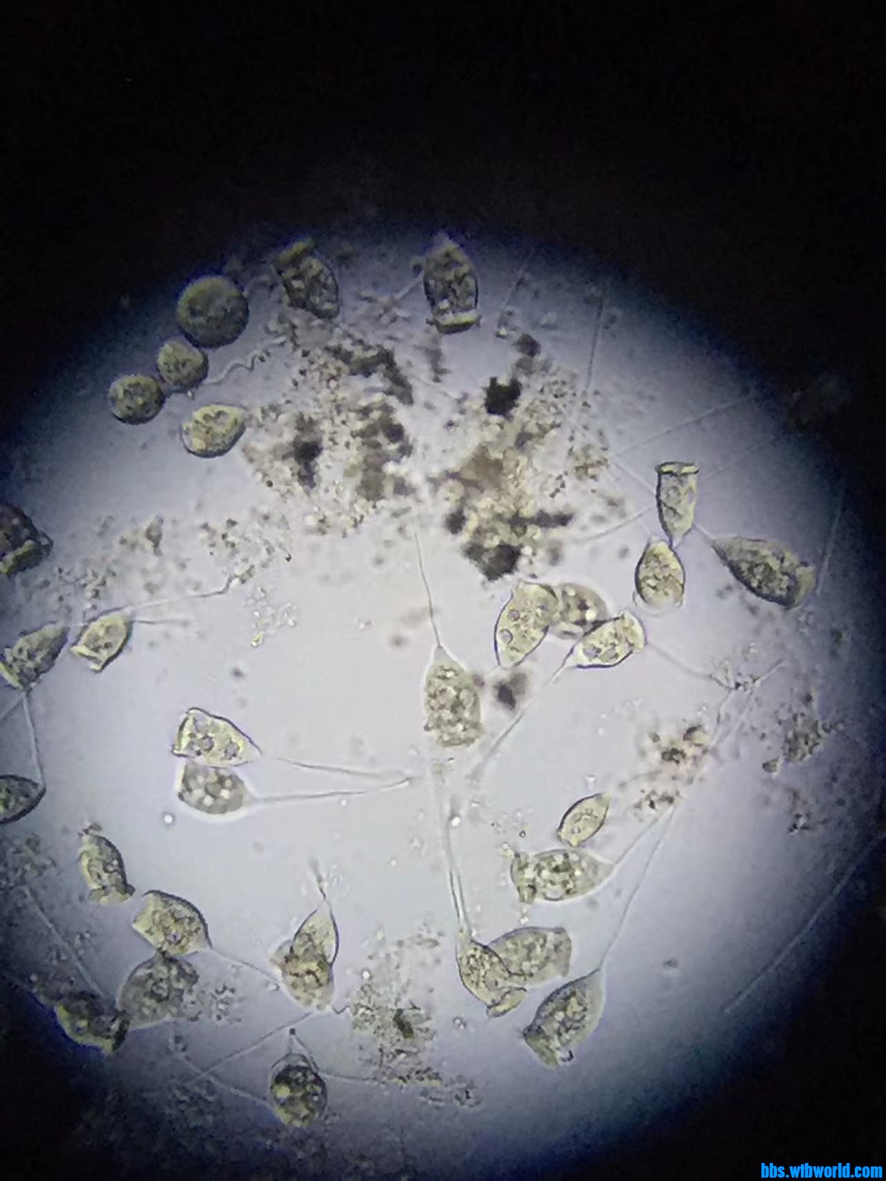 wechat_upload164759939562345f2368b25