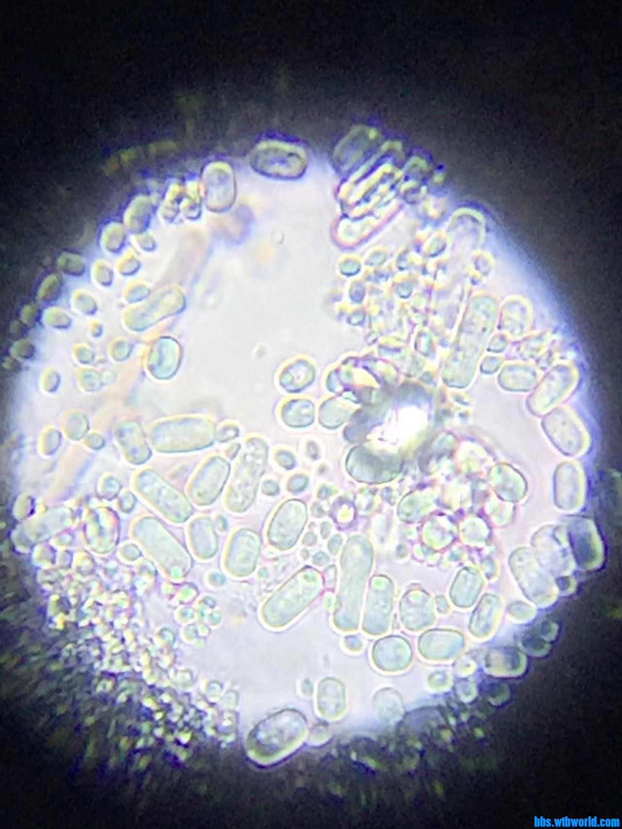 wechat_upload16477653656236e77590196