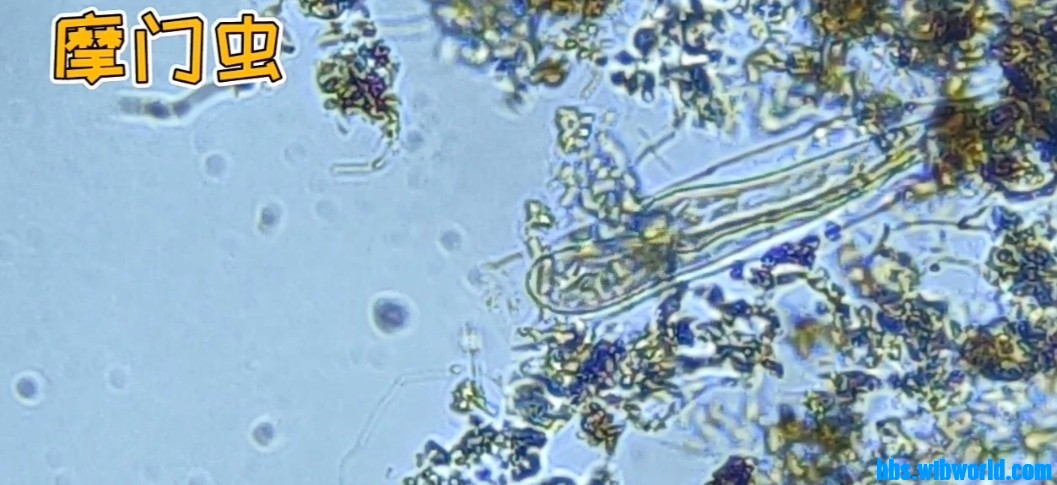 wechat_upload164779018562374869d38b0