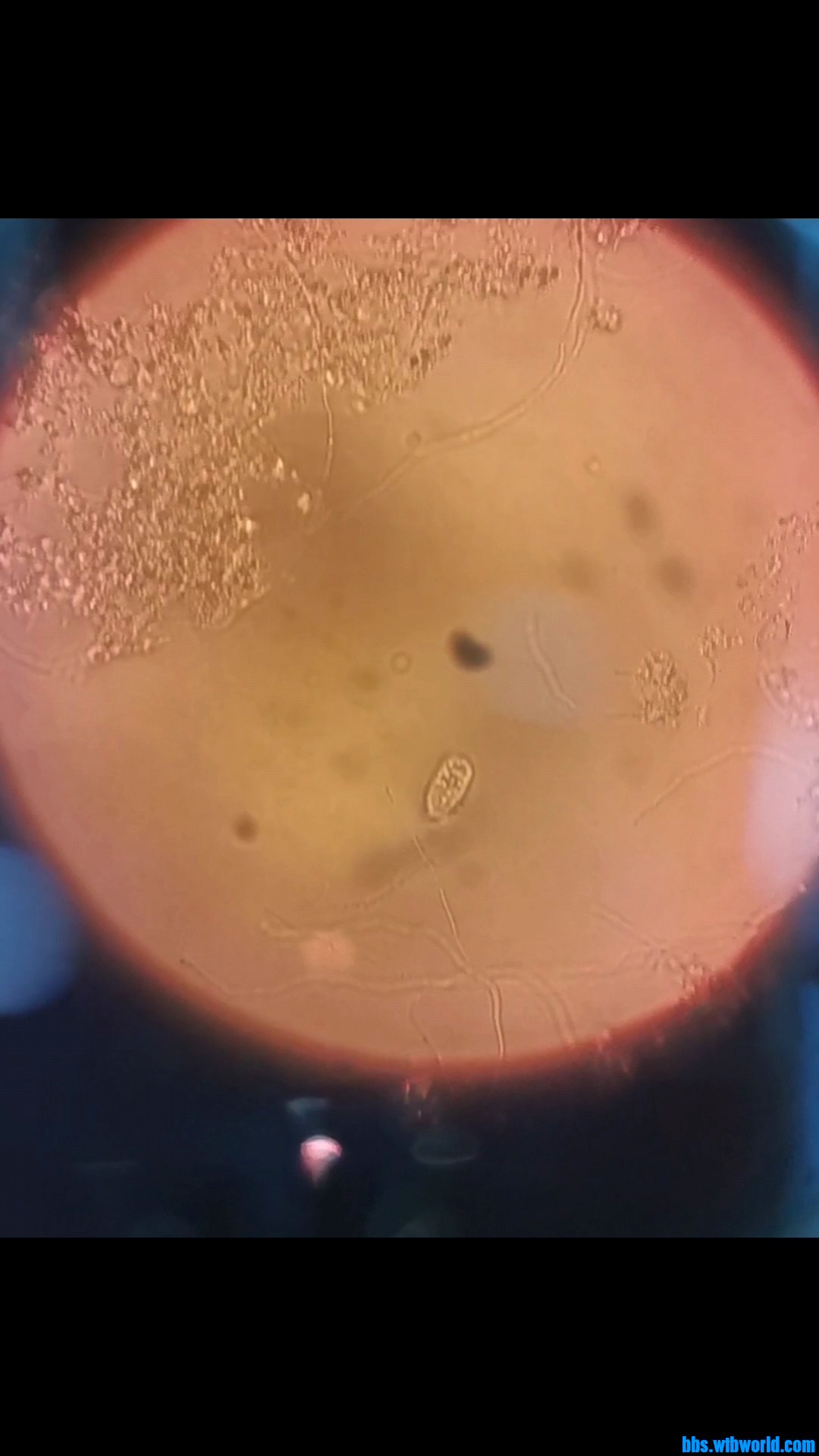 wechat_upload1649218833624d1511b2a24