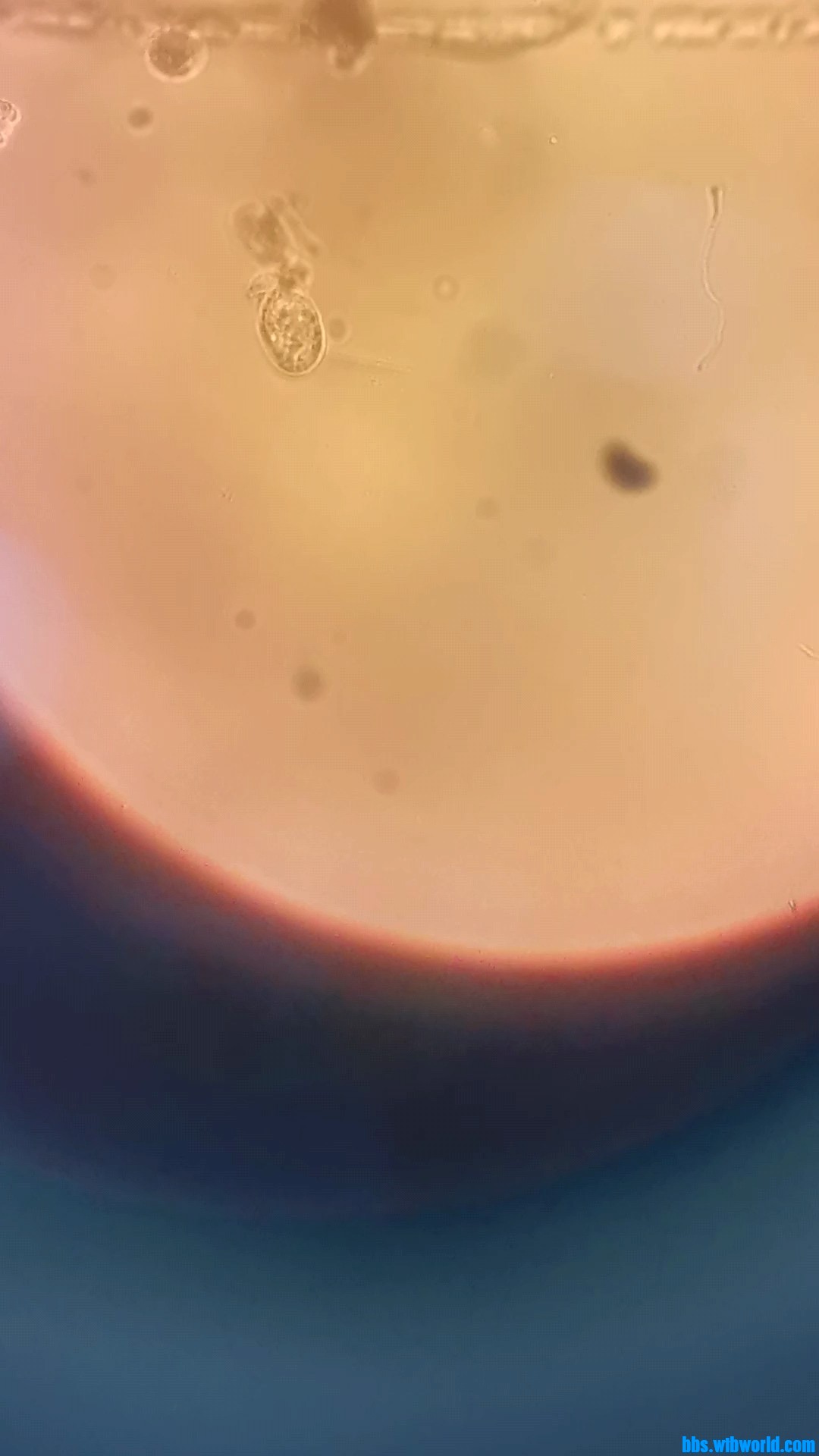 wechat_upload1649219828624d18f4a6a05