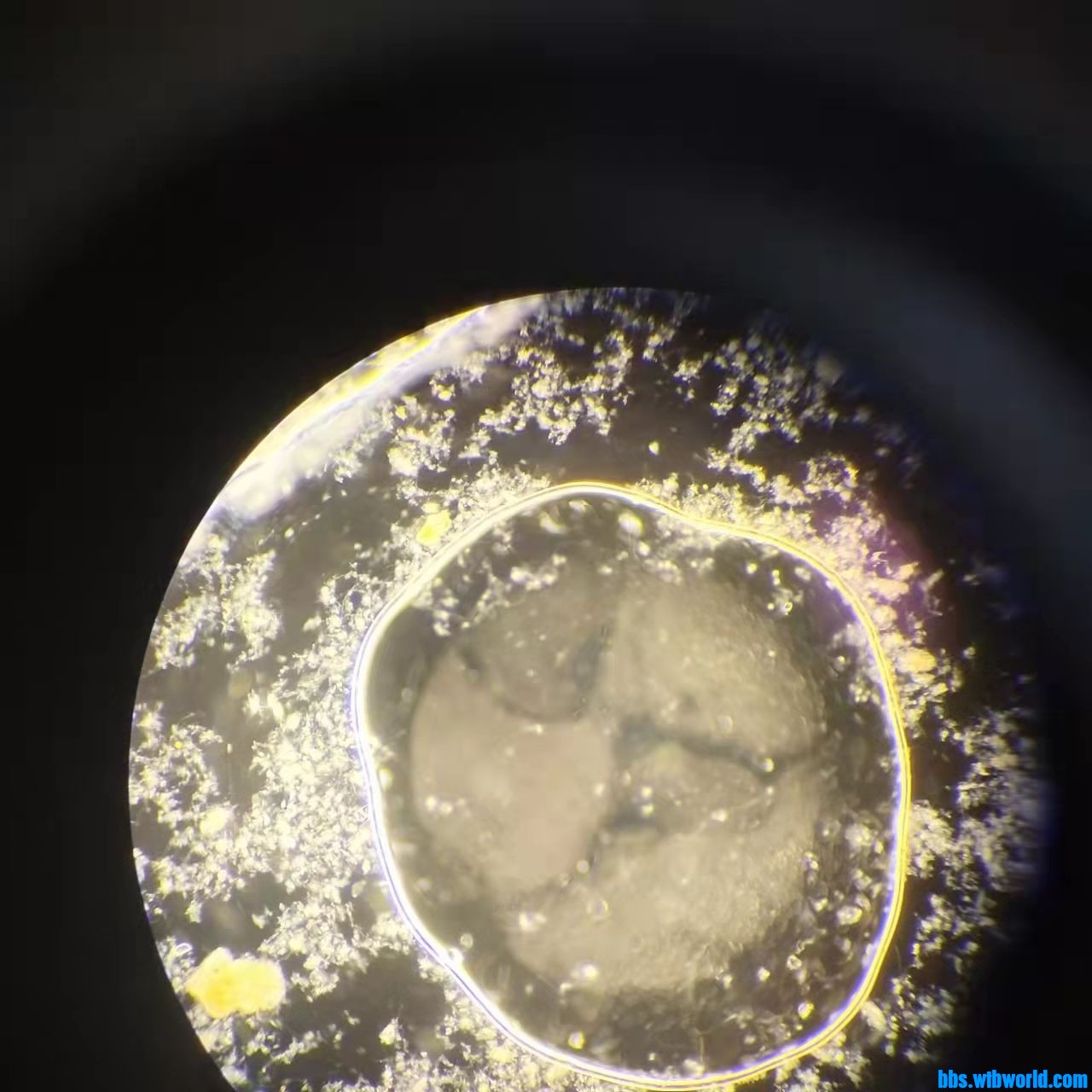 wechat_upload1649404357624fe9c51b8c4