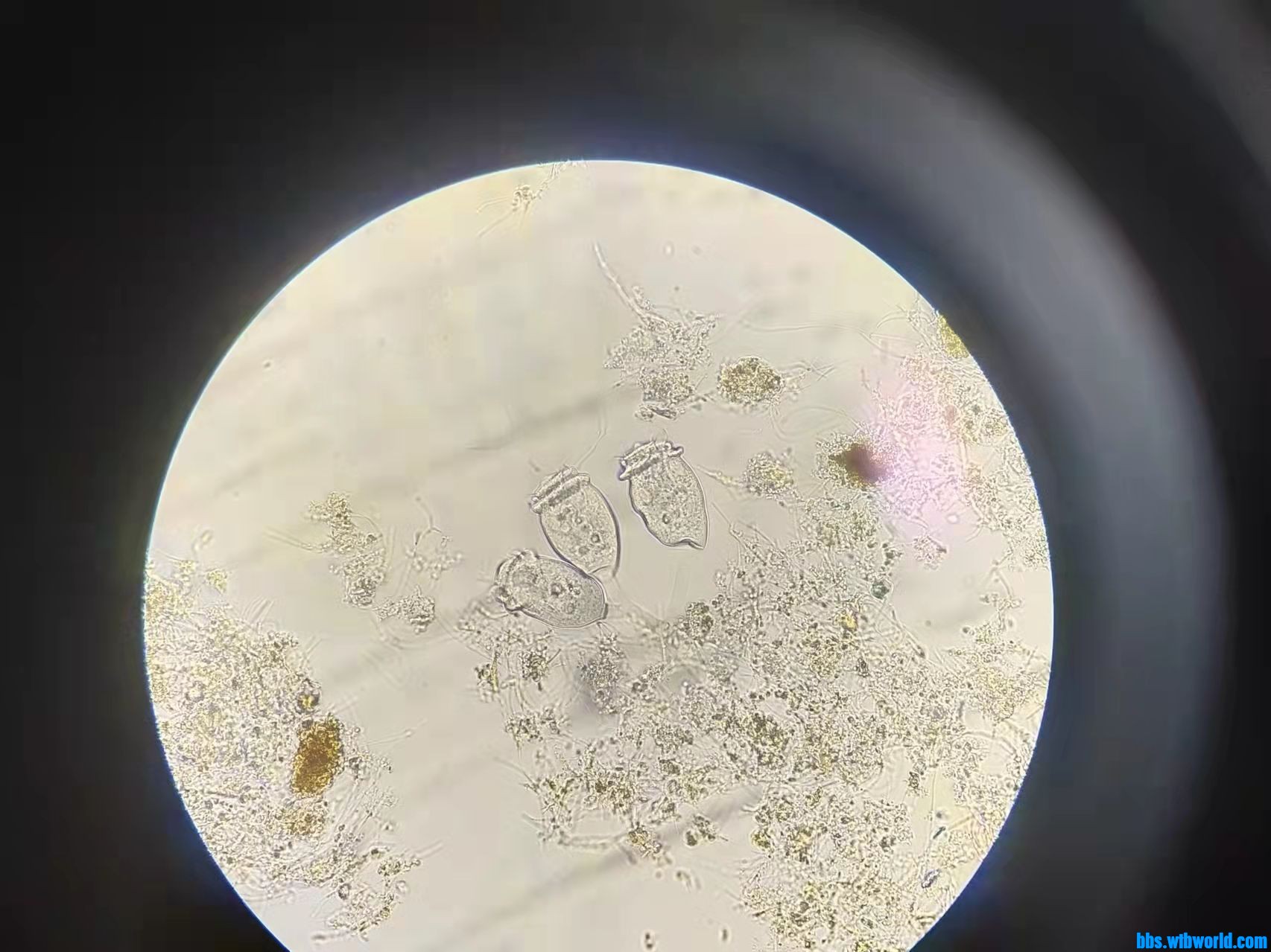 wechat_upload1649406812624ff35c73d78