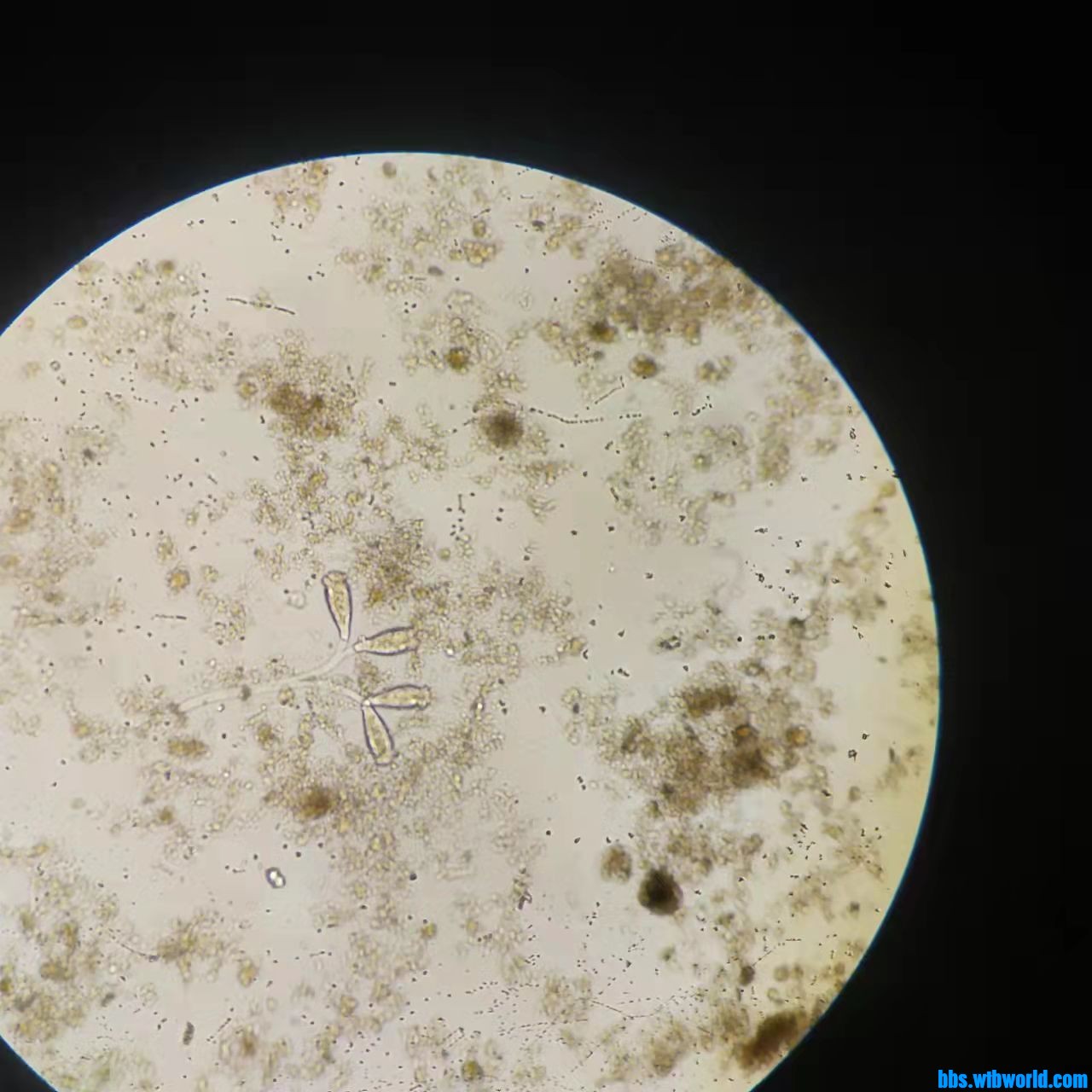 wechat_upload1649406813624ff35d861ba