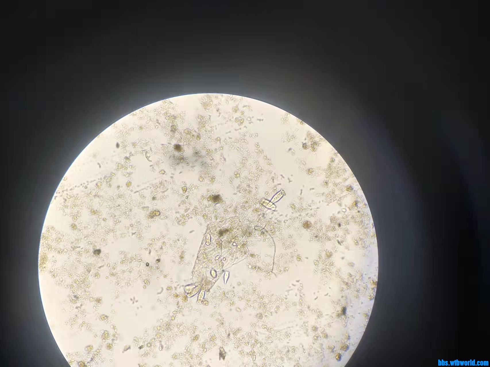 wechat_upload1649406907624ff3bba1a5b